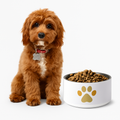 Brown dog sitting next to a luxury dog bowl of kibble on a white background