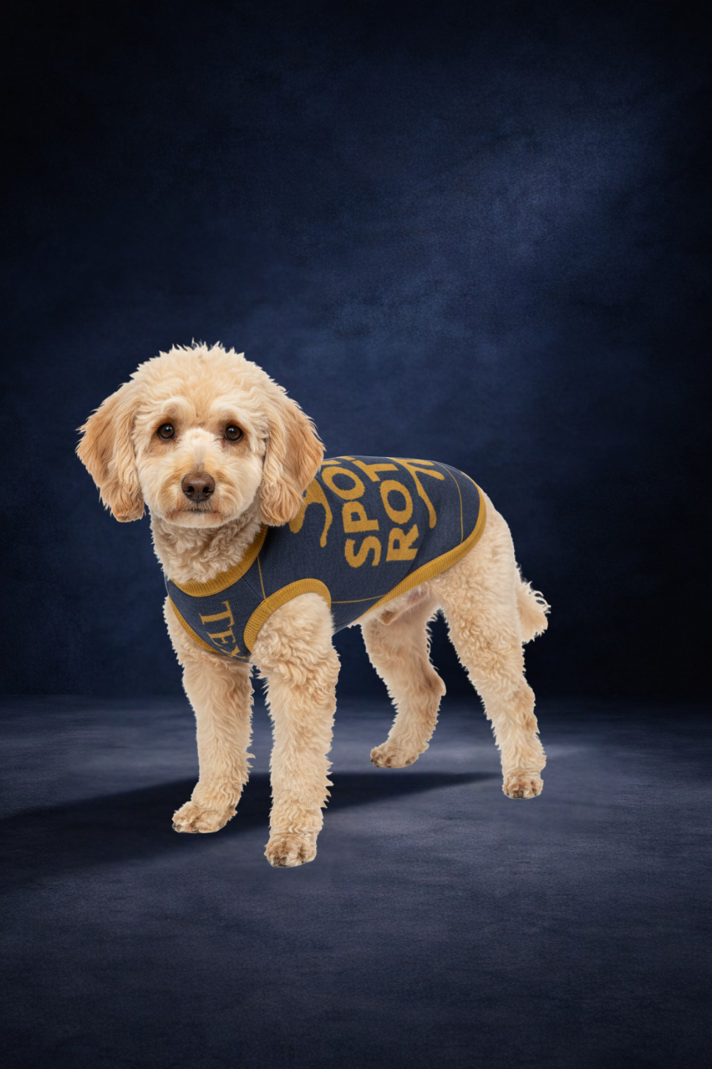 Personalized Dog sweater, Blue and Gold, Splashes with “SPOILED ROTTEN”, M, L, XL