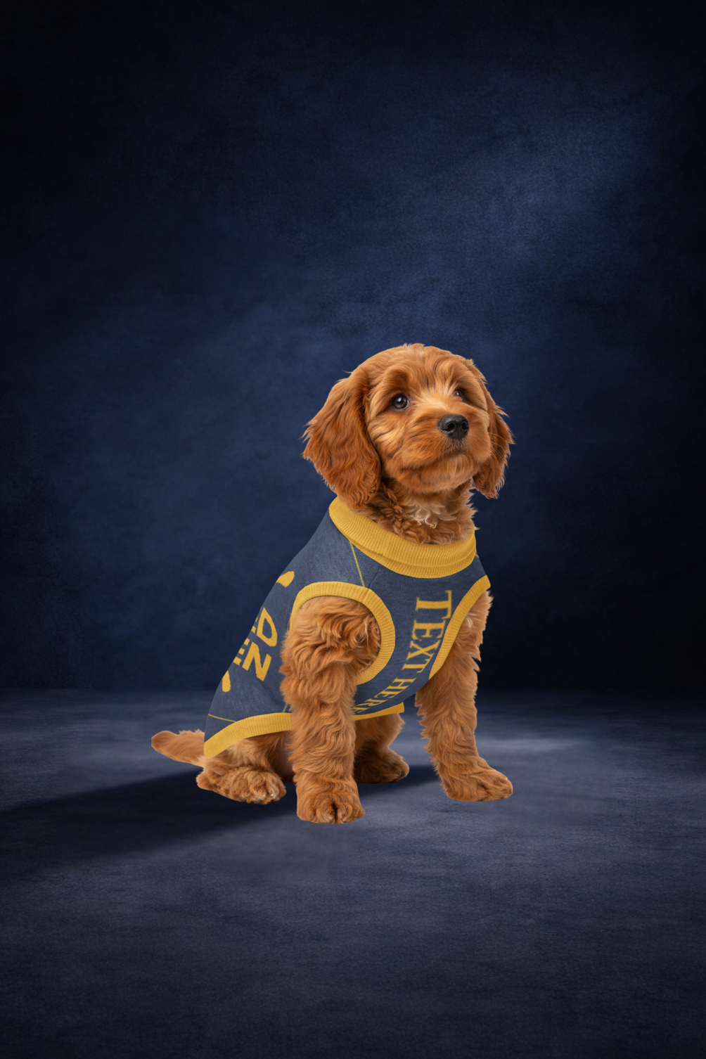 Dog wearing a blue and yellow sweater on a dark blue background